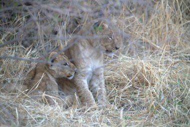 Afrika 'daki Kenya bozkırında dişi aslan.
