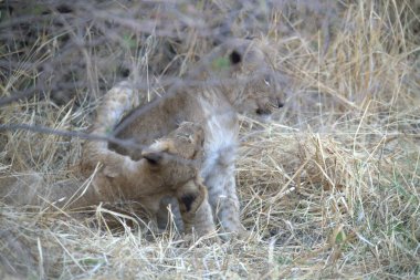 # Çayırdaki bir aslan #