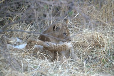 Otların arasında oynayan aslan yavrusu