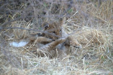Çimenlerde oynayan bir aslan.