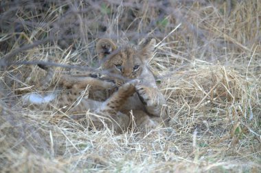 Aslan yavruları çimenlerde oynuyor.