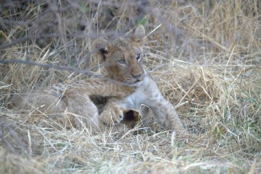 Güney Afrika 'daki Kruger Ulusal Parkı' nda çimlerin üzerinde yatan aslan yavrusu..