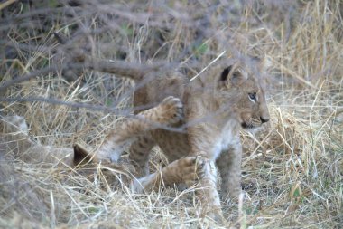 Afrika 'nın bozkırındaki aslan