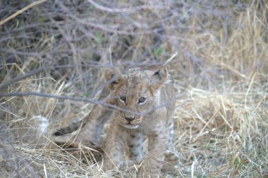 Kenya savanındaki aslan