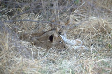 Aslan Kruger National park