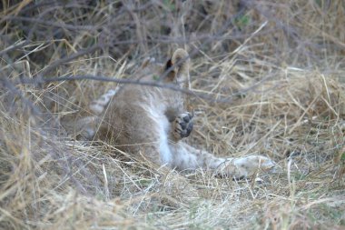 Kenya 'da vahşi Afrika' da aslan ve vahşi