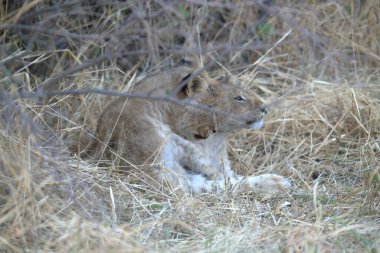 Kenya savanındaki aslan