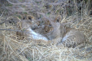 Aslan yavrusu çalılıklarda oynuyor, Panthera leo, namibya