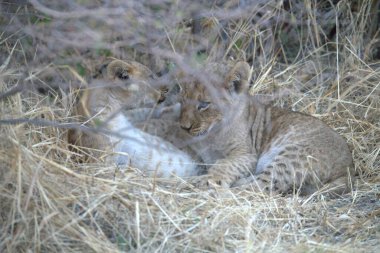 Hayvanat bahçesindeki aslan yavrusu.