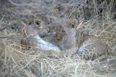 Kenya savanındaki aslan yavrusu