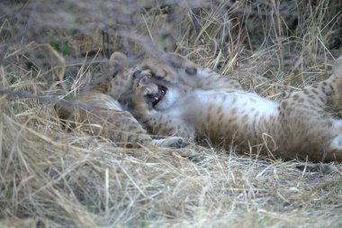 Hayvanat bahçesindeki çimlerde bir aslan yavrusu