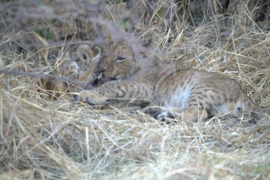 Hayvanat bahçesinde bir aslan