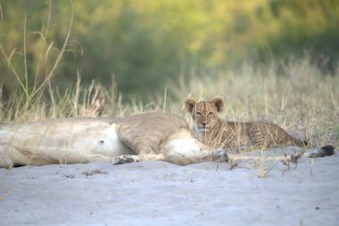 a beautiful shot of a lion in the sand of the savannah in the savannah