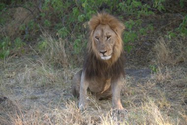 Afrika 'nın güneyindeki Kruger Milli Parkı' nda aslan var.