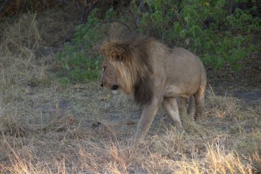 Kenya savanındaki aslan