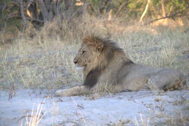 Afrika aslanı (panthera leo )