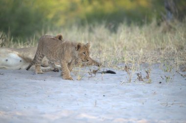 wild lion family, mother and cub playing with their cub in the sand, namibia