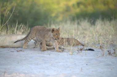 a young lion cub playing with its little baby cub in the kruger national park, south africa.