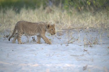 Vahşi aslan (panthera leo). Hayvan yol boyunca yürüyor..