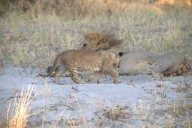 Savannah 'da aslan yavrusu
