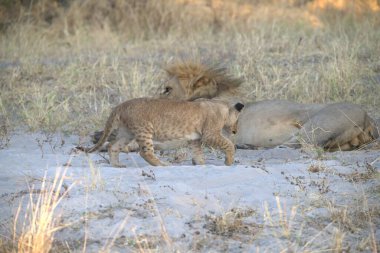 Aslan Yavrusu Kruger Milli Parkı, Güney Afrika 'da oynuyor.
