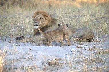 Aslan ın kruger national park, Güney Afrika