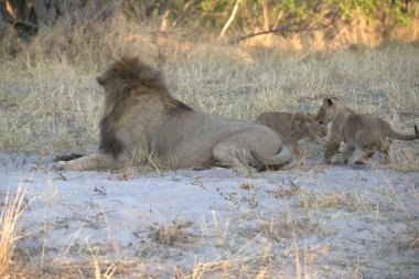 lioness family in the wild