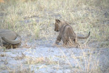 Aslan yavrusu çimenlerde yürüyor. yüksek kaliteli fotoğraf