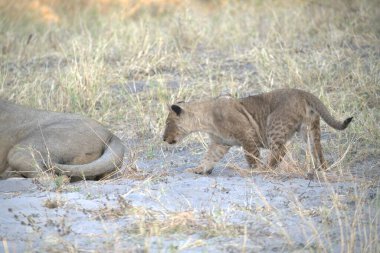 Afrika, Kenya bozkırında dişi aslan.