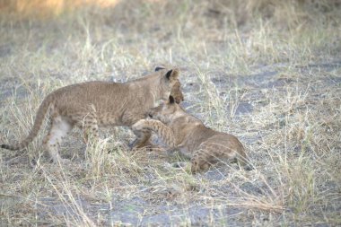 Savanadaki şirin aslanların yakın plan fotoğrafı.