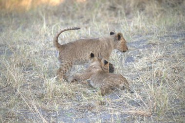 young lions ( panthera leo ).