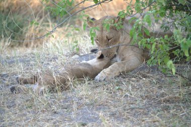 lions in the masai mara park