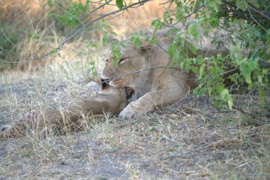 lion cub resting in the dry bush in the sun in the kruger national park