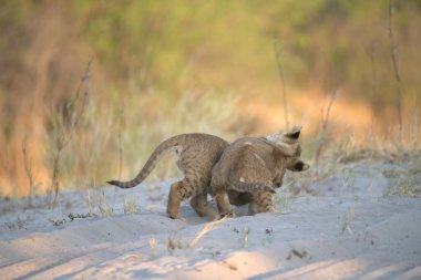 lion cub playing in the sand in the kruger national park, south africa