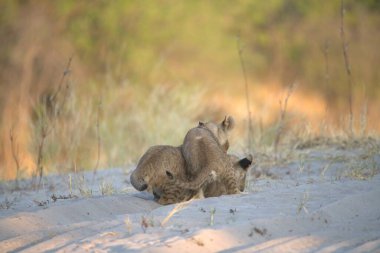 Genç dişi aslan bebeğiyle birlikte akşam ışığında kumların üzerinde oynuyor..
