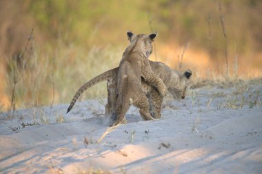 two lions playing together on the grass