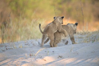 Savanada oynayan aslan yavruları