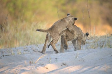 young wild lions playing in the sand