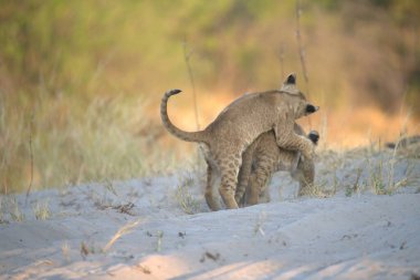 Aslan yavrusu kuru çimenlerde yürüyor