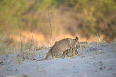Kumdaki sevimli bir kedinin yakın plan çekimi.