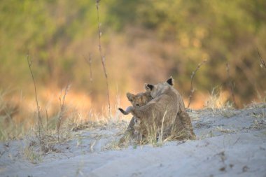 Genç aslan yavruları çimenlerde yürüyor.