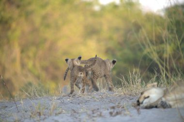 a group of wild animals walking in the desert