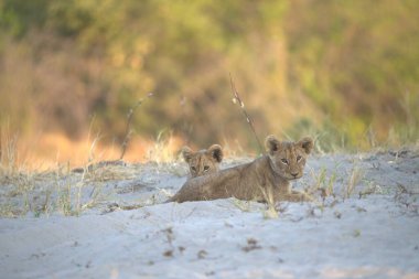wild african lion cub walking in a dirt road