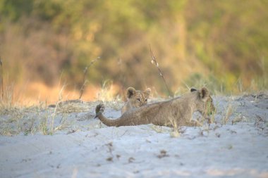 young lion walking in the savannah of kenya