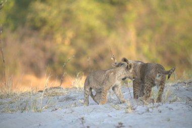 Savanada vahşi bir aslan