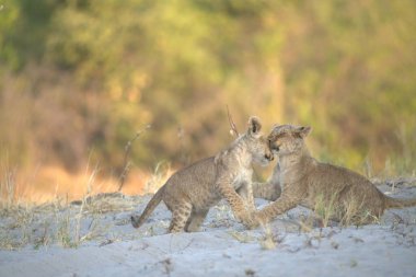 two wild lynx playing in the forest
