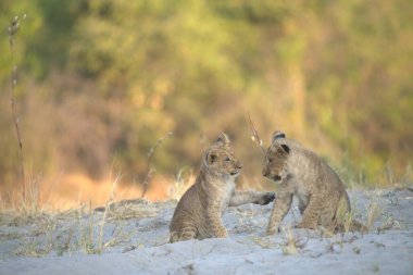 young wild cats in the forest