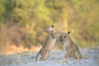 two lions playing at etosha