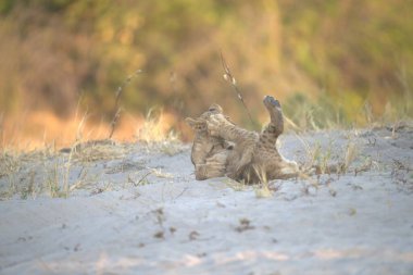 Şirin bir kedinin yakın plan fotoğrafı.