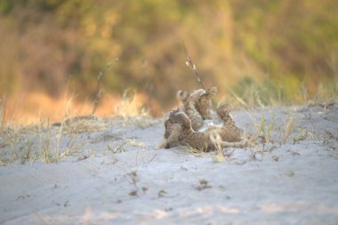 Ormandaki genç bir kedinin yakın plan fotoğrafı.